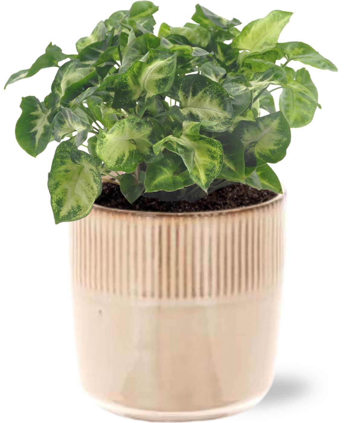 Syngonium Pixie - Ø12Cm - ↕20Cm + Terni Pot D13,5X13Cm - Rosa
