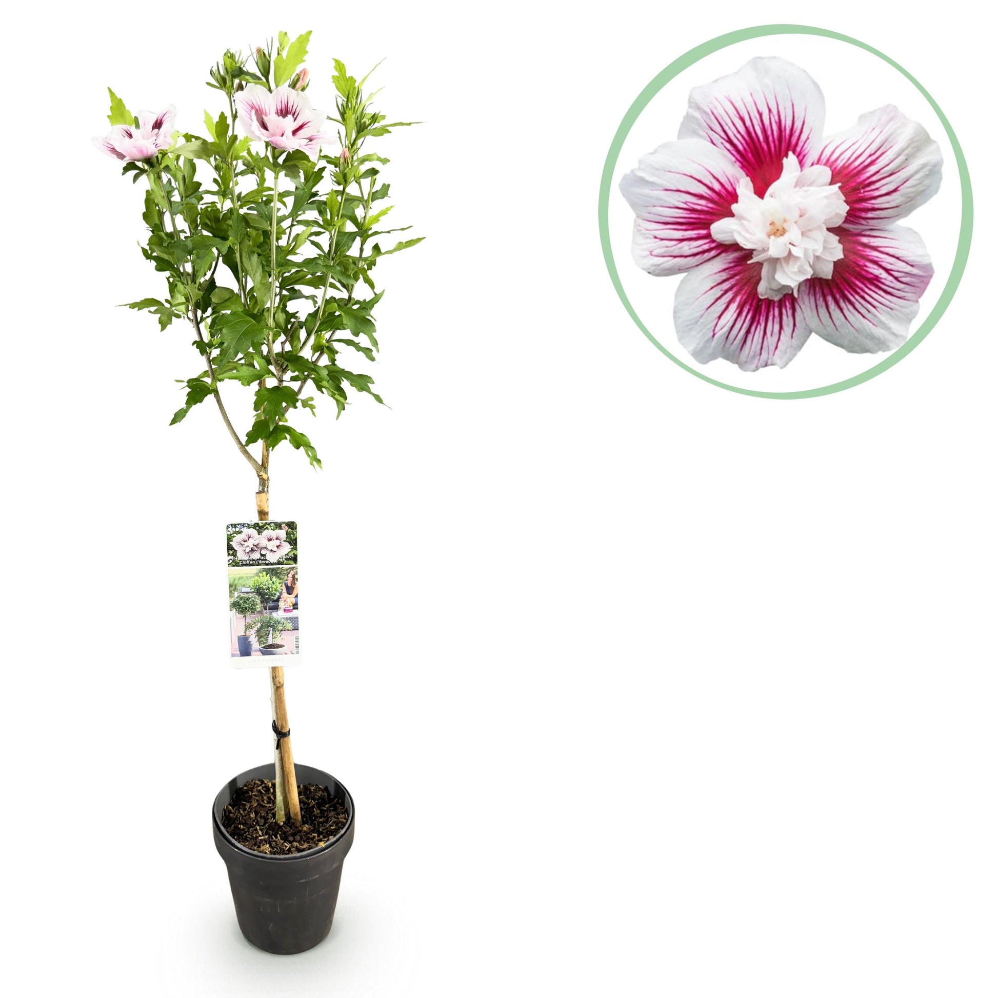 Greenboutiq - Gartenpflanze - Hibiscus Syriacus Starburst Chiffon® - Stamm-Pflanze - Terrassenpflanze - Laubabwerfend - Wenig Pflege - Topf 19Cm Höhe 90Cm