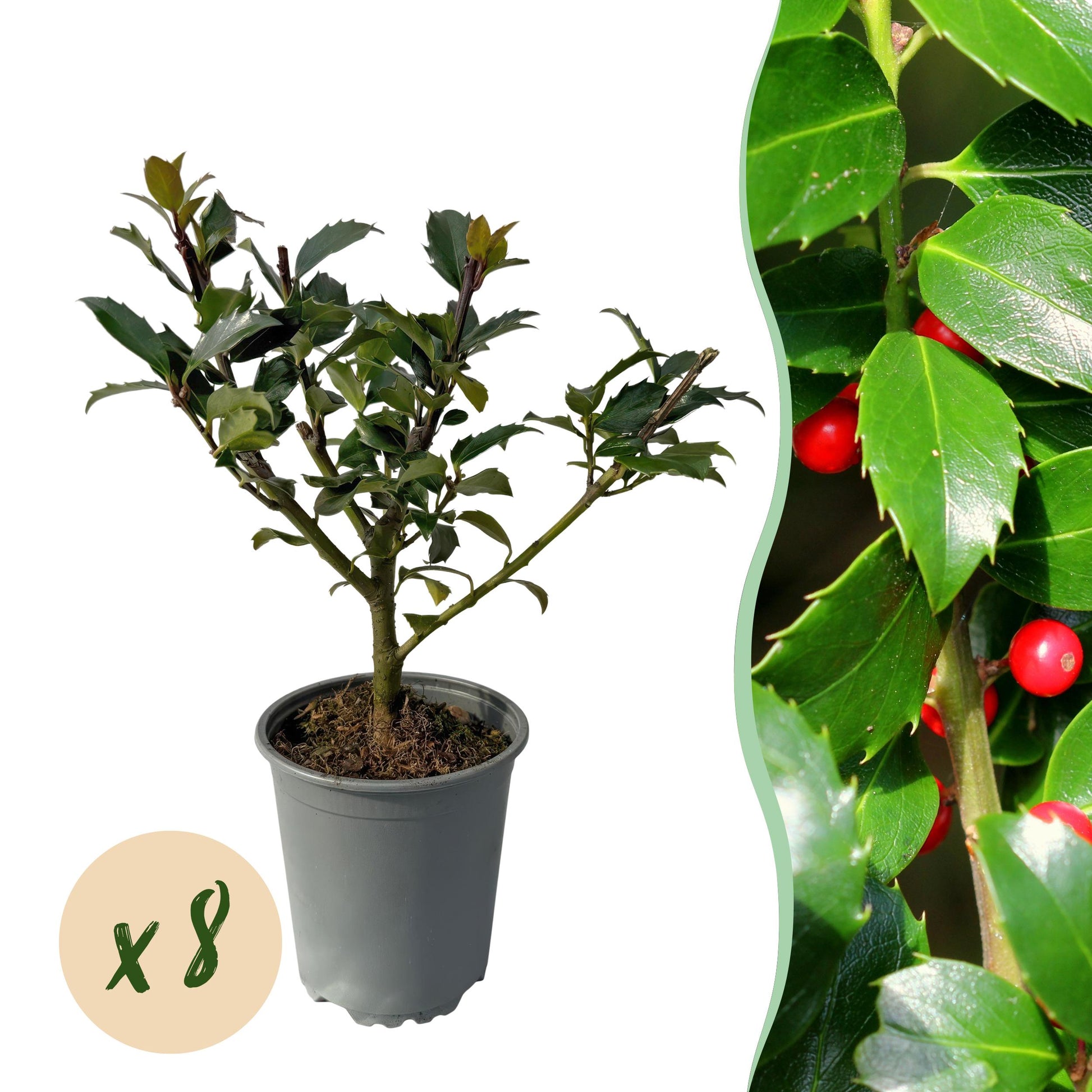 Greenboutiq - Heckenpflanzen - Ilex Blue Maid - Blatt Grün - 8 Pflanzen - 1 Laufender Meter - Immergrün - Topf 9Cm Höhe 25-30Cm