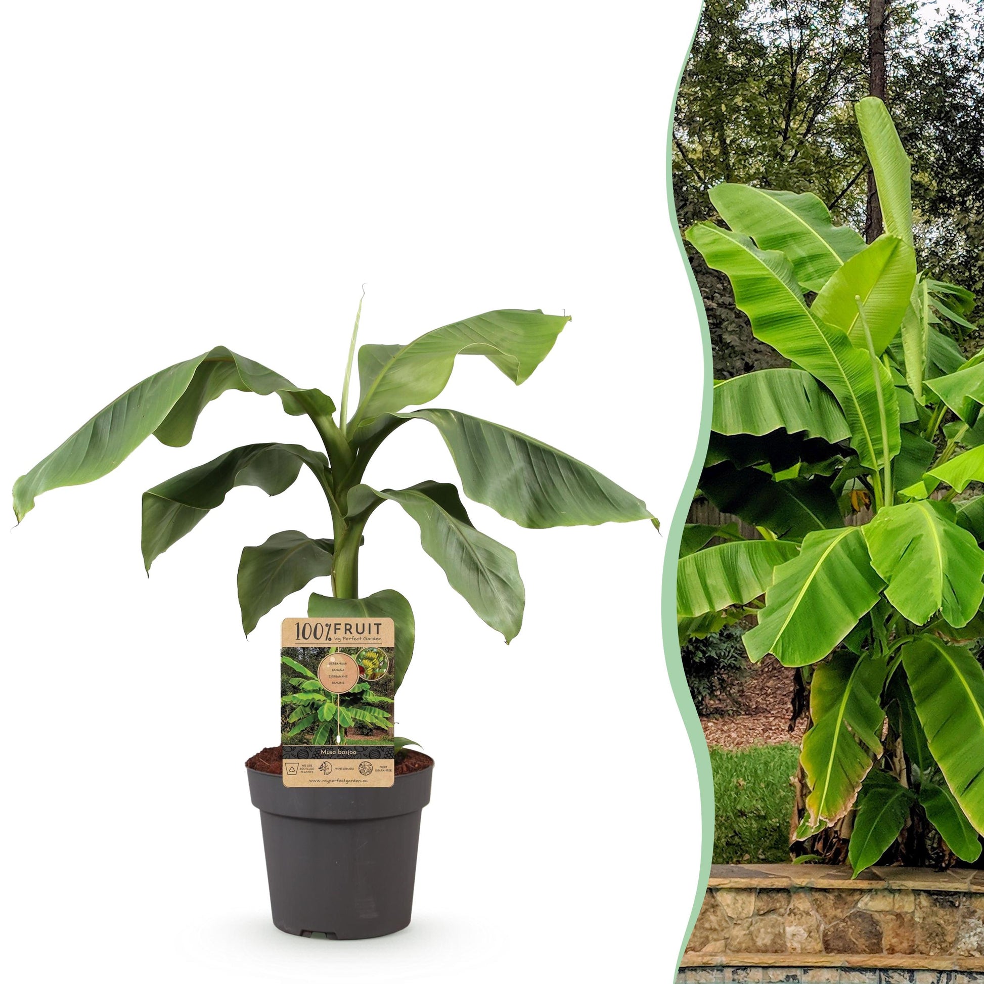 Greenboutiq - Obstpflanze - Japanische Faserbanane - Musa Basjoo - Winterhart - Topf 21Cm Höhe 90Cm