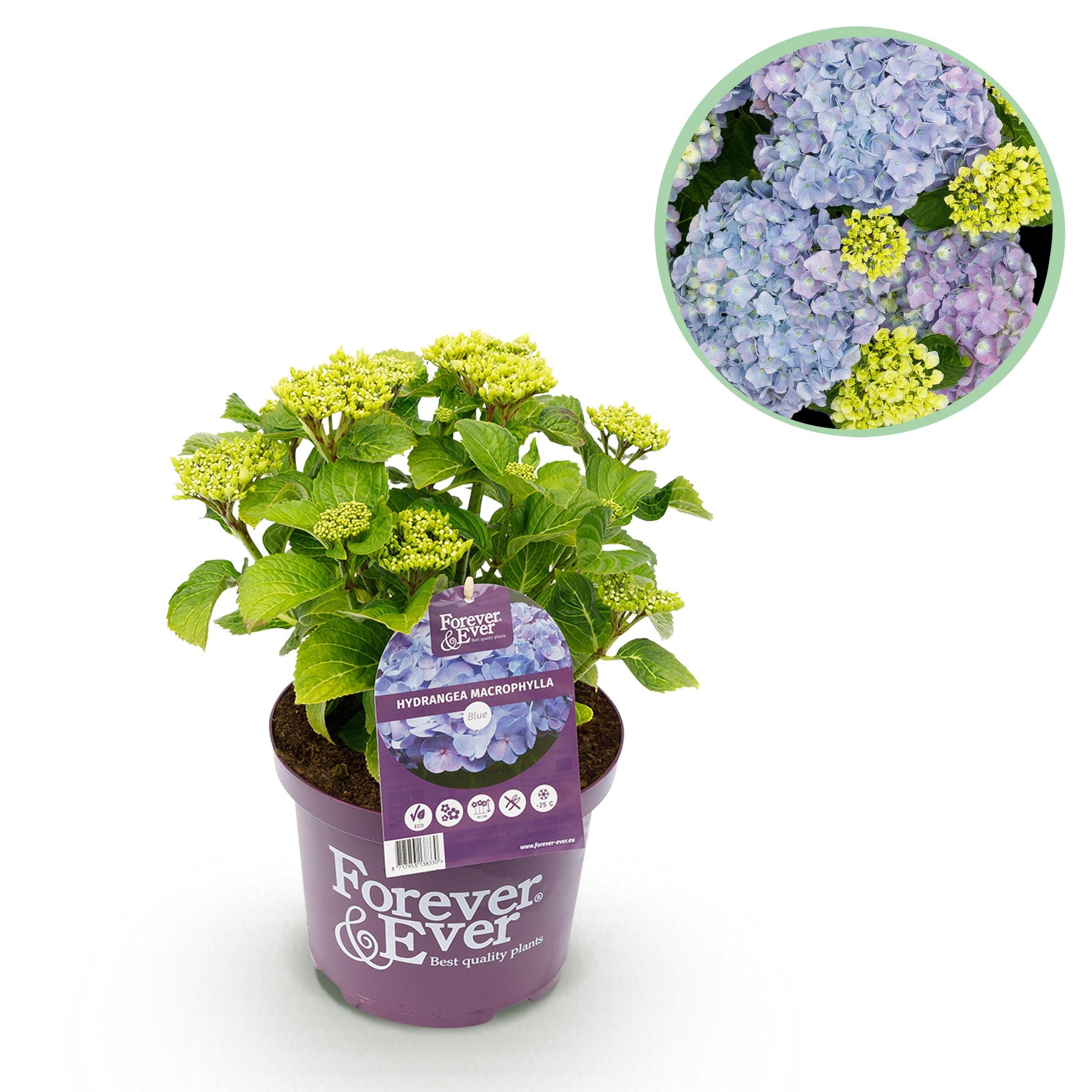 Green Boutiq - Balkonpflanze - Hortensie - Hydrangea Forever & Ever - Blau - 7-12 Blumen - Topf 23Cm Höhe 55Cm