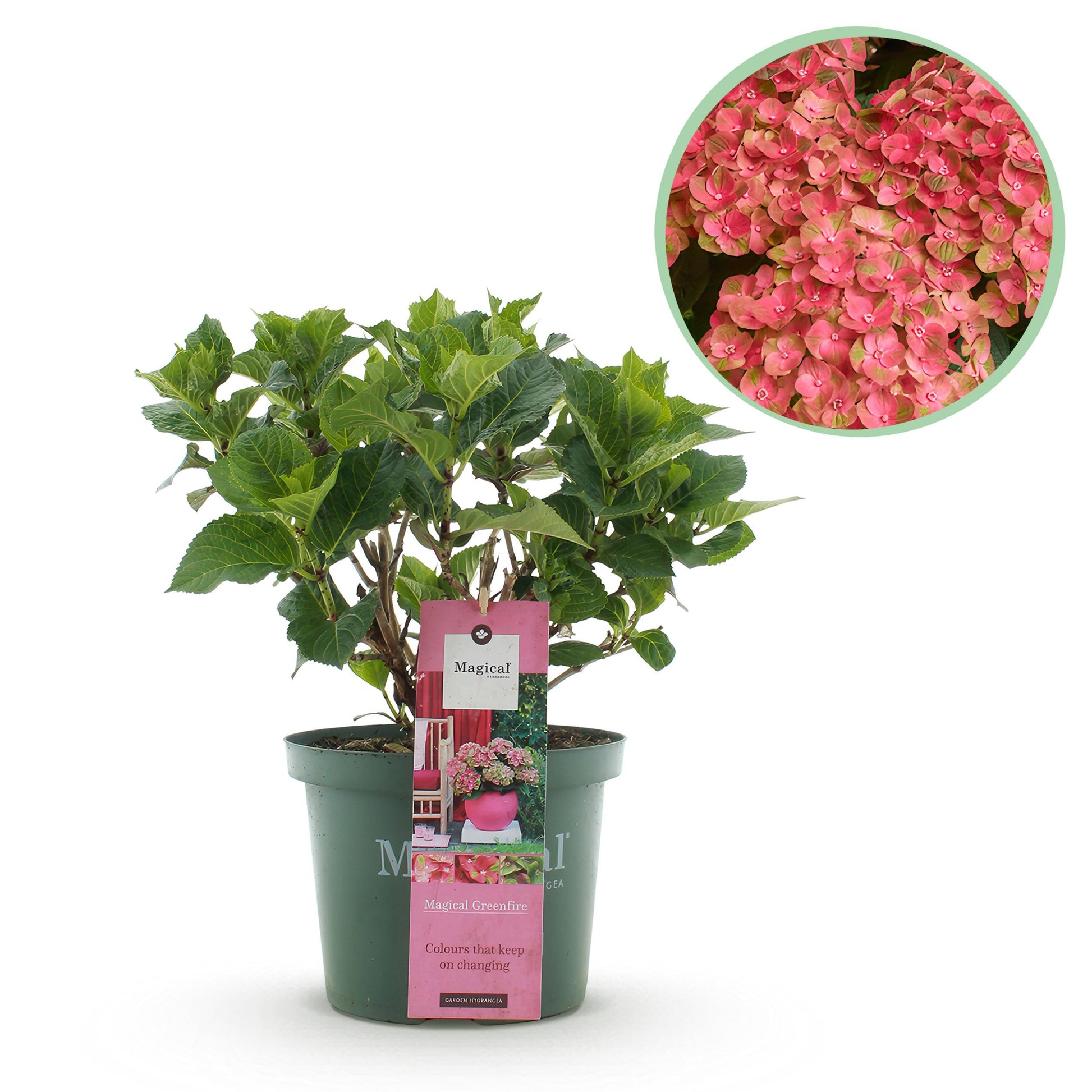 Green Boutiq - Balkonpflanze - Hortensie - Hydrangea Magical Green Fire - Rosa Grün - 6-10 Blumen - Topf 23Cm Höhe 55Cm