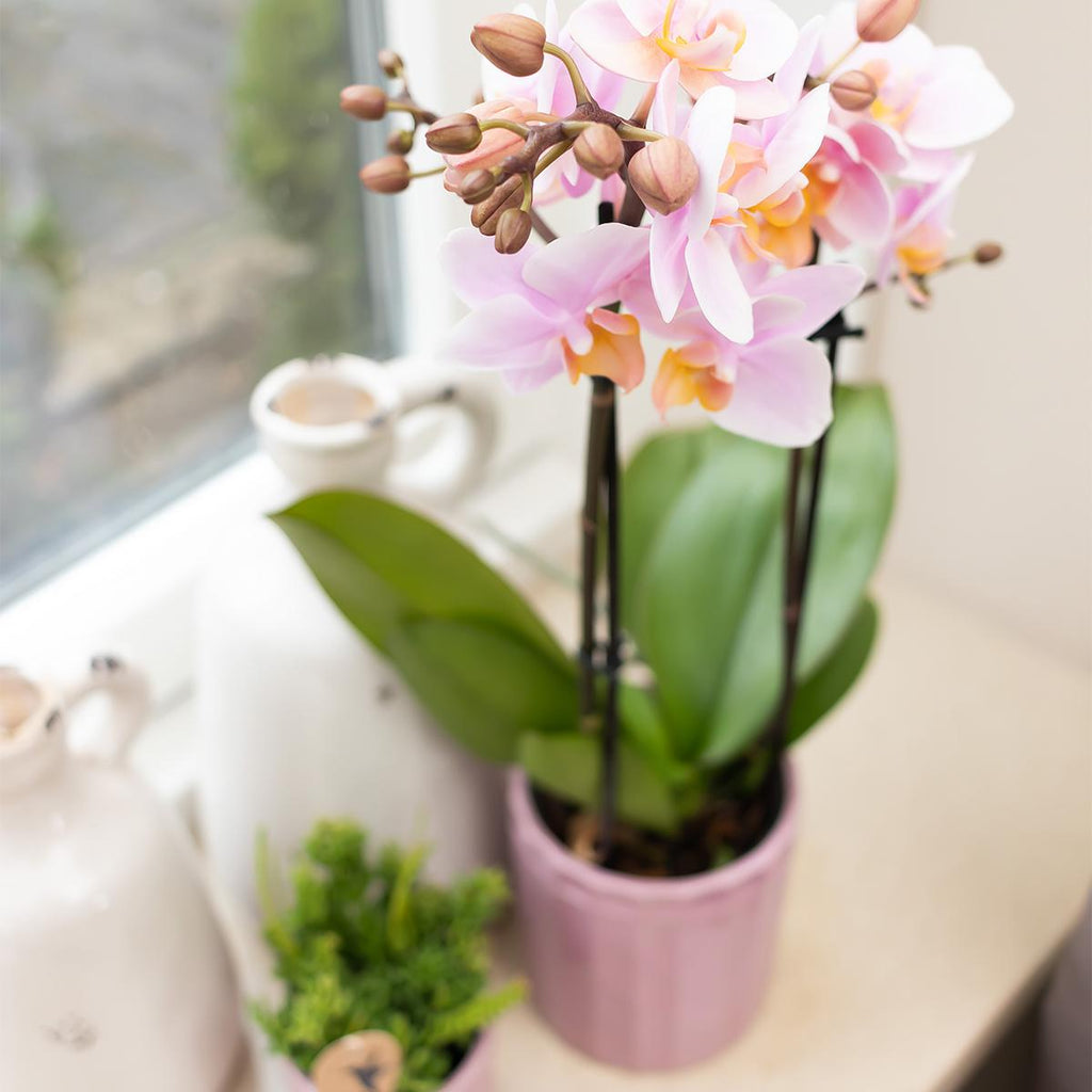 Kolibri Home | Stripe Blumentopf - Rosa Keramik Topf