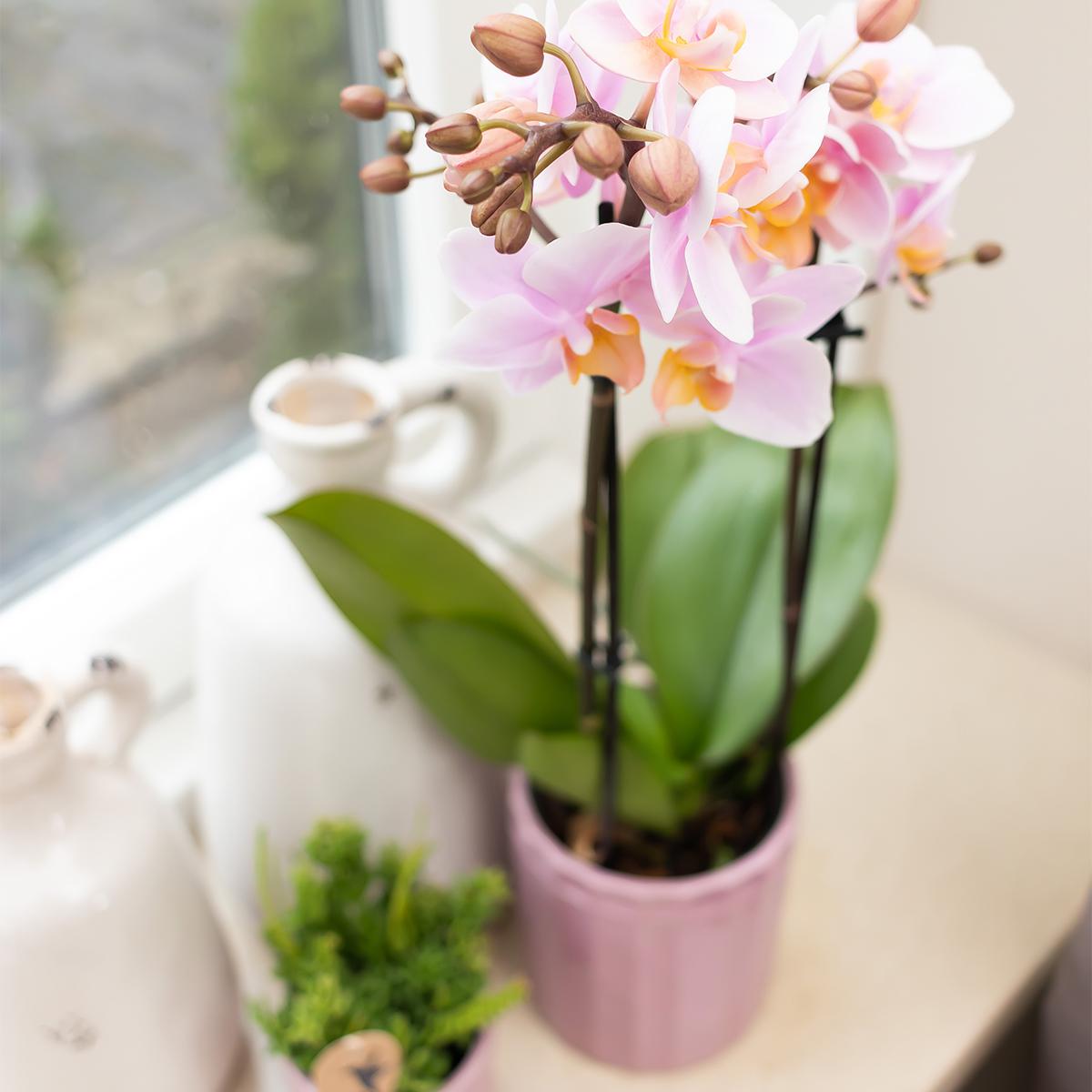 Kolibri Home | Stripe Blumentopf - Rosa Keramik Topf