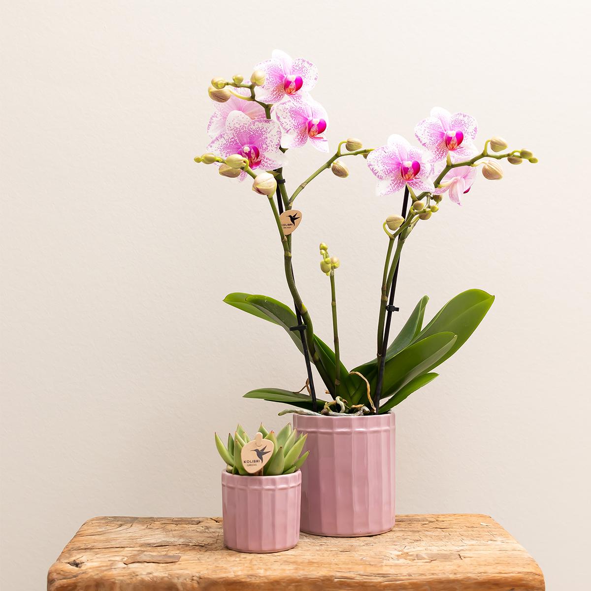 Kolibri Home | Stripe Blumentopf - Rosa Keramik Topf