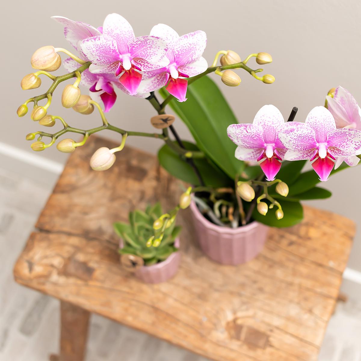 Kolibri Home | Stripe Blumentopf - Rosa Keramik Topf