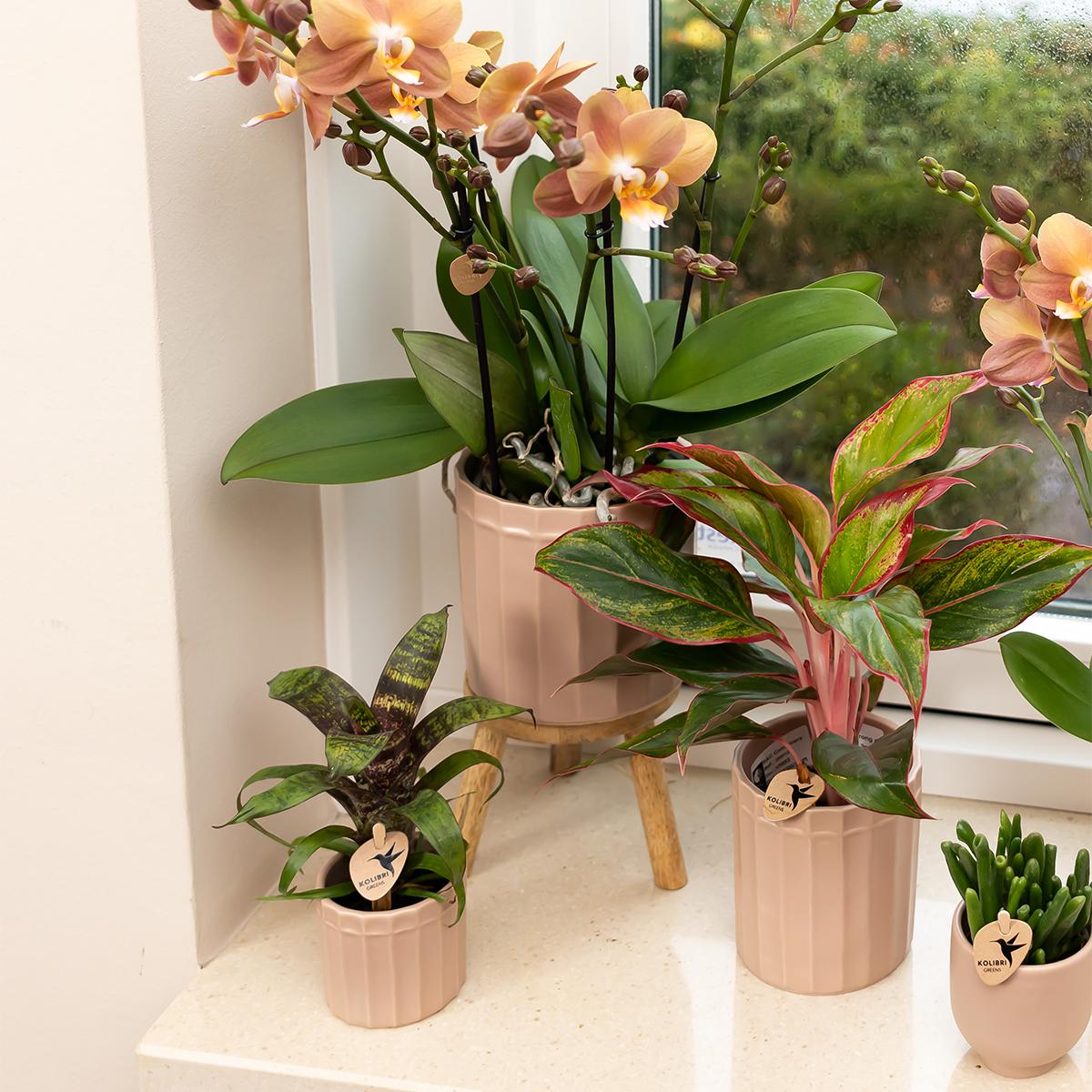 Kolibri Home | Stripe Blumentopf - Sandfarbener Keramik-Topf