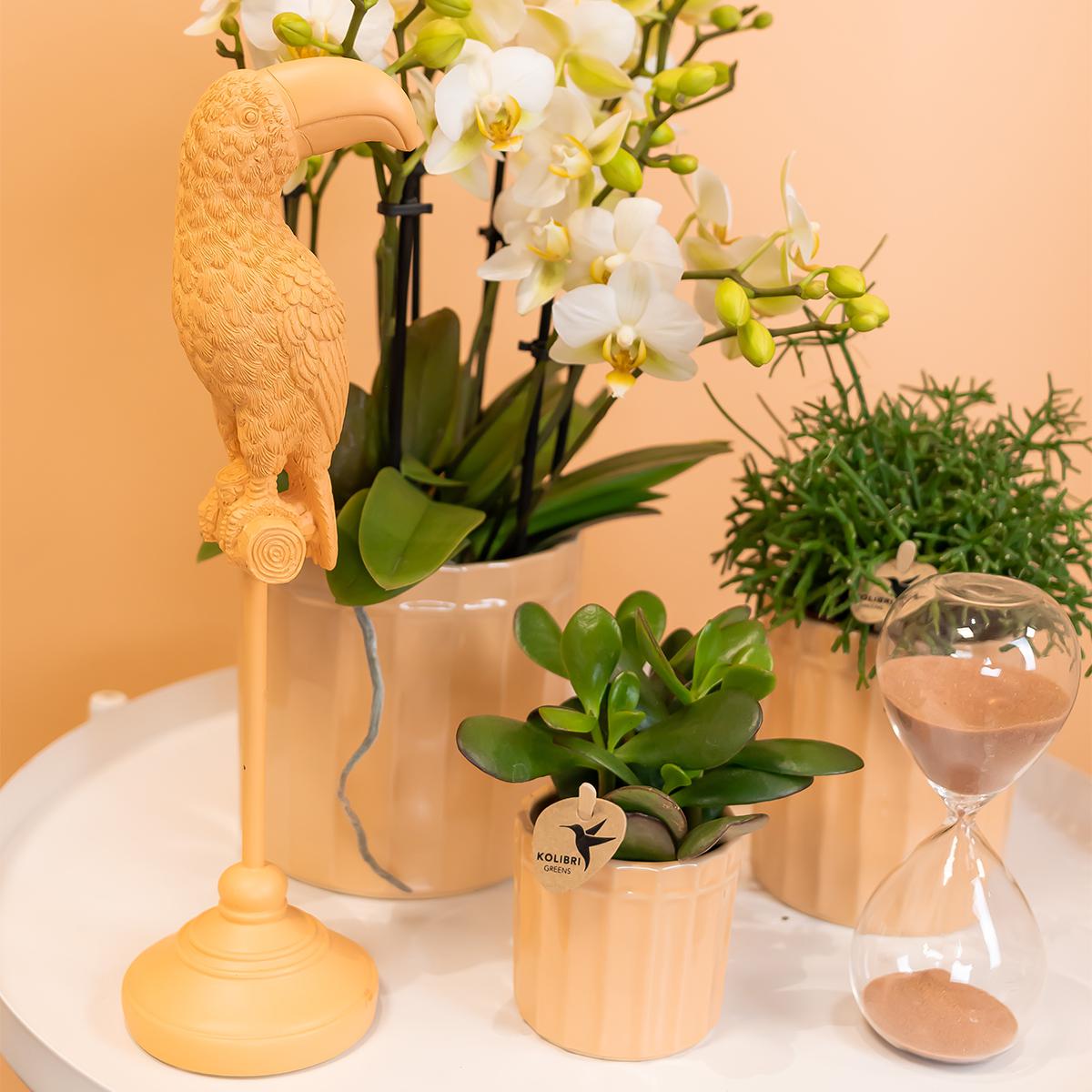 Kolibri Home | Stripe Blumentopf - Pfirsichfarbener Keramik-Topf