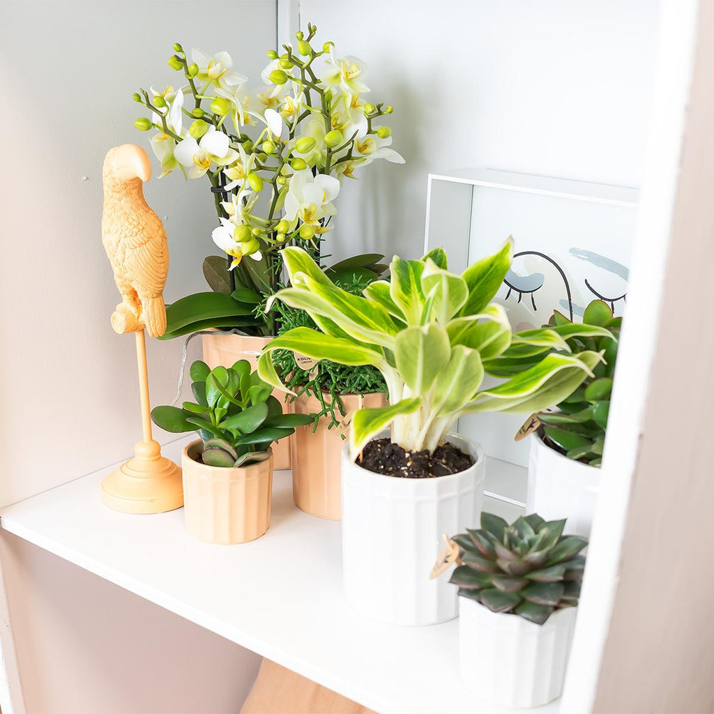 Kolibri Home | Stripe Blumentopf - Pfirsichfarbener Keramik-Topf