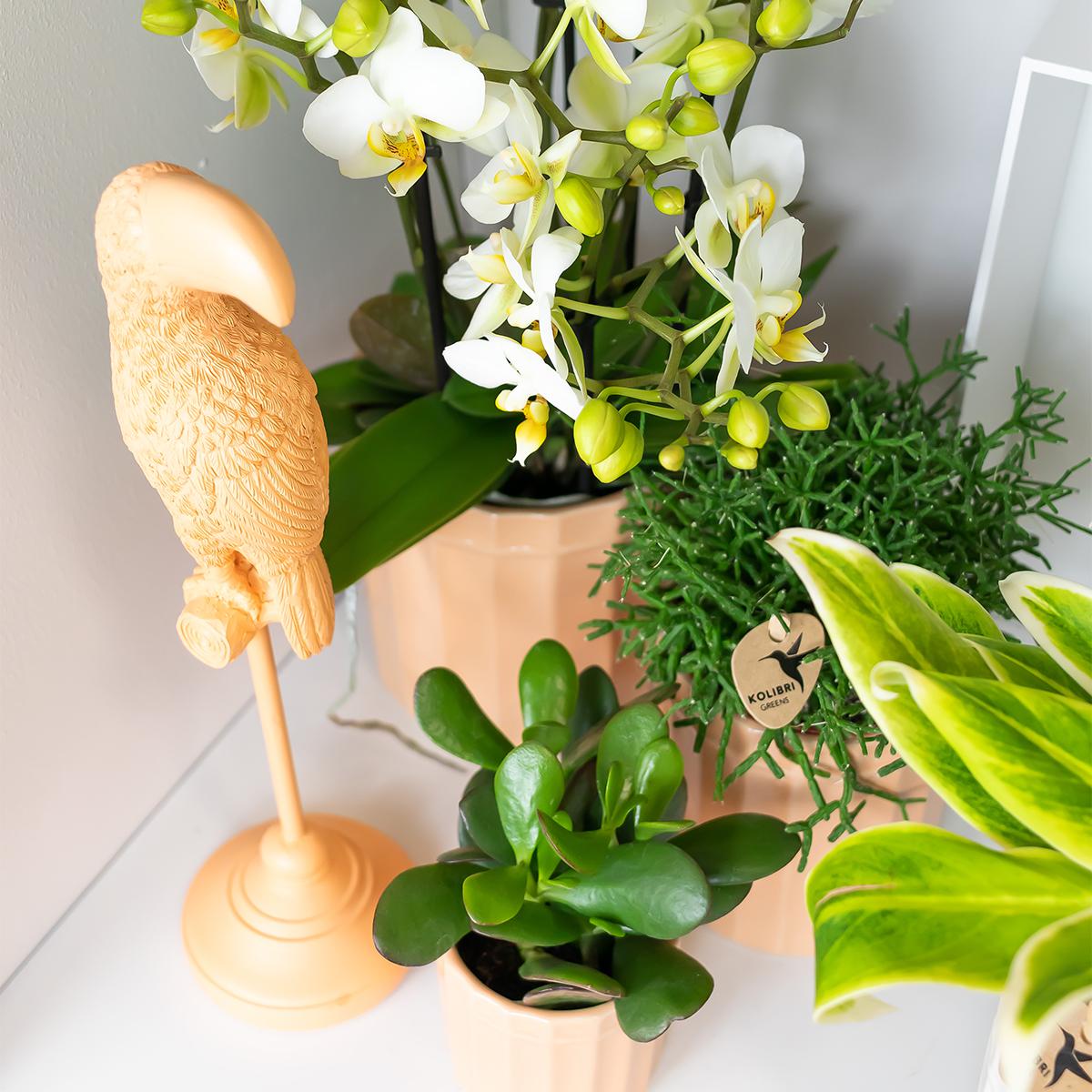 Kolibri Home | Stripe Blumentopf - Pfirsichfarbener Keramik-Topf