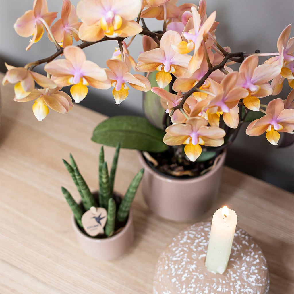 Kolibri Home | Harmony Blumentopf - Sandfarbener Keramik-Topf - Topfgröße Ø6Cm