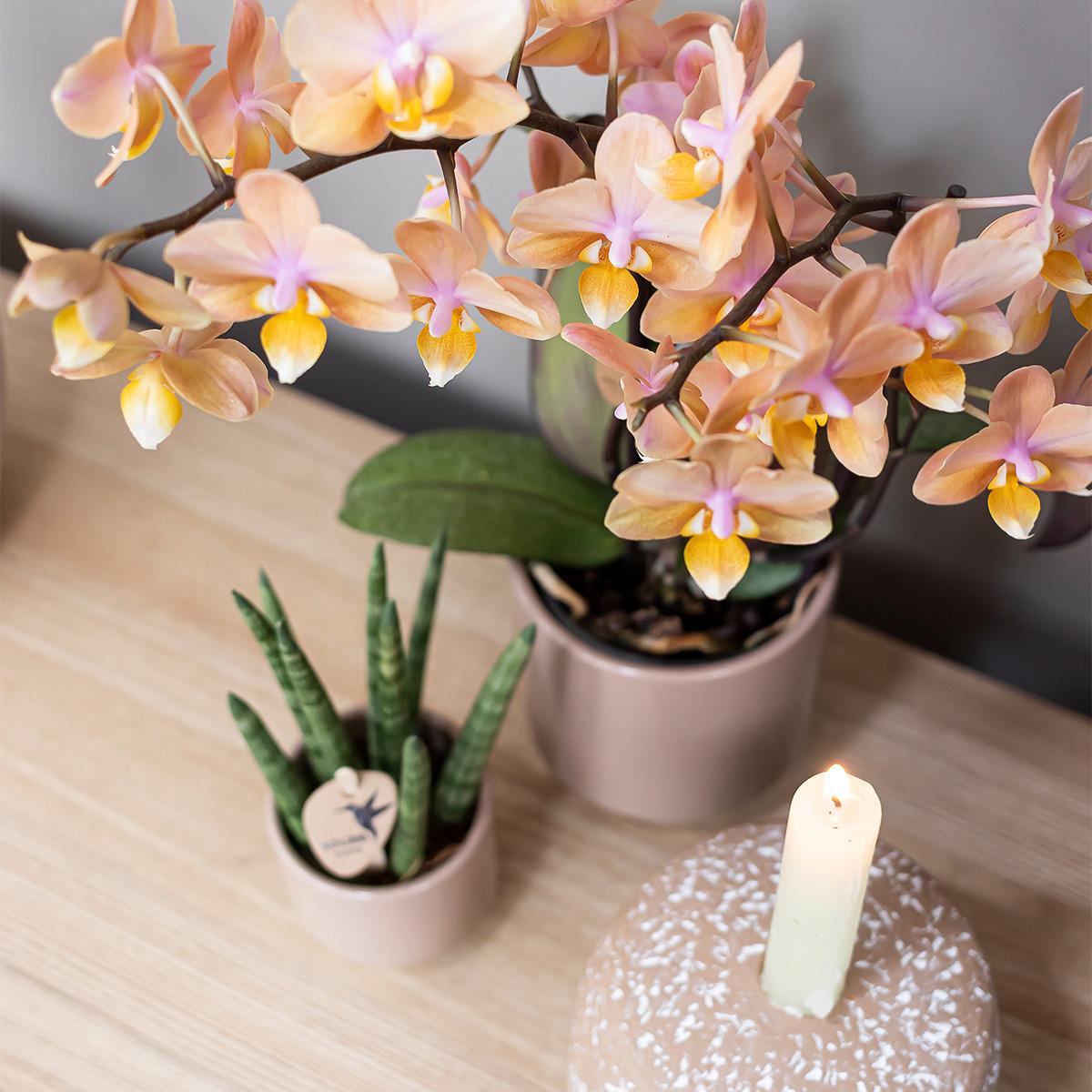 Kolibri Home | Harmony Blumentopf - Sandfarbener Keramik-Topf - Topfgröße Ø6Cm