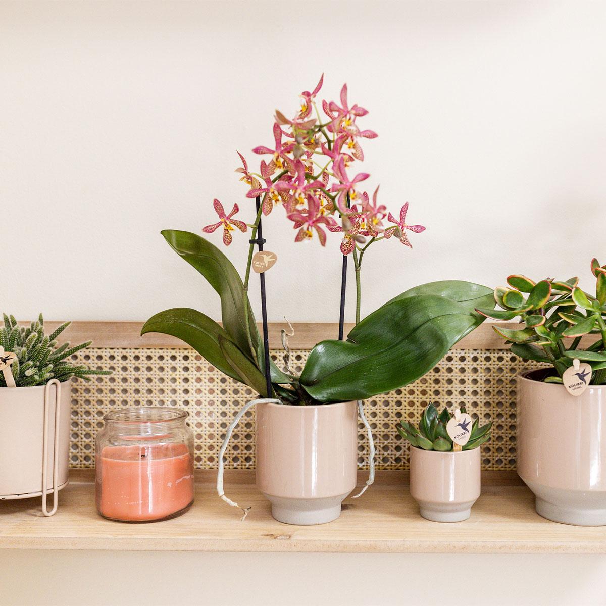 Kolibri Home | Harmony Blumentopf - Sandfarbener Keramik-Topf - Topfgröße Ø6Cm