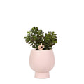 Kolibri Greens | Grünpflanze - Sukkulente Crassula Ovata Im Scandic Topf Nackt - Topfgröße Ø9Cm - Grüne Zimmerpflanze - Frisch Vom Züchter