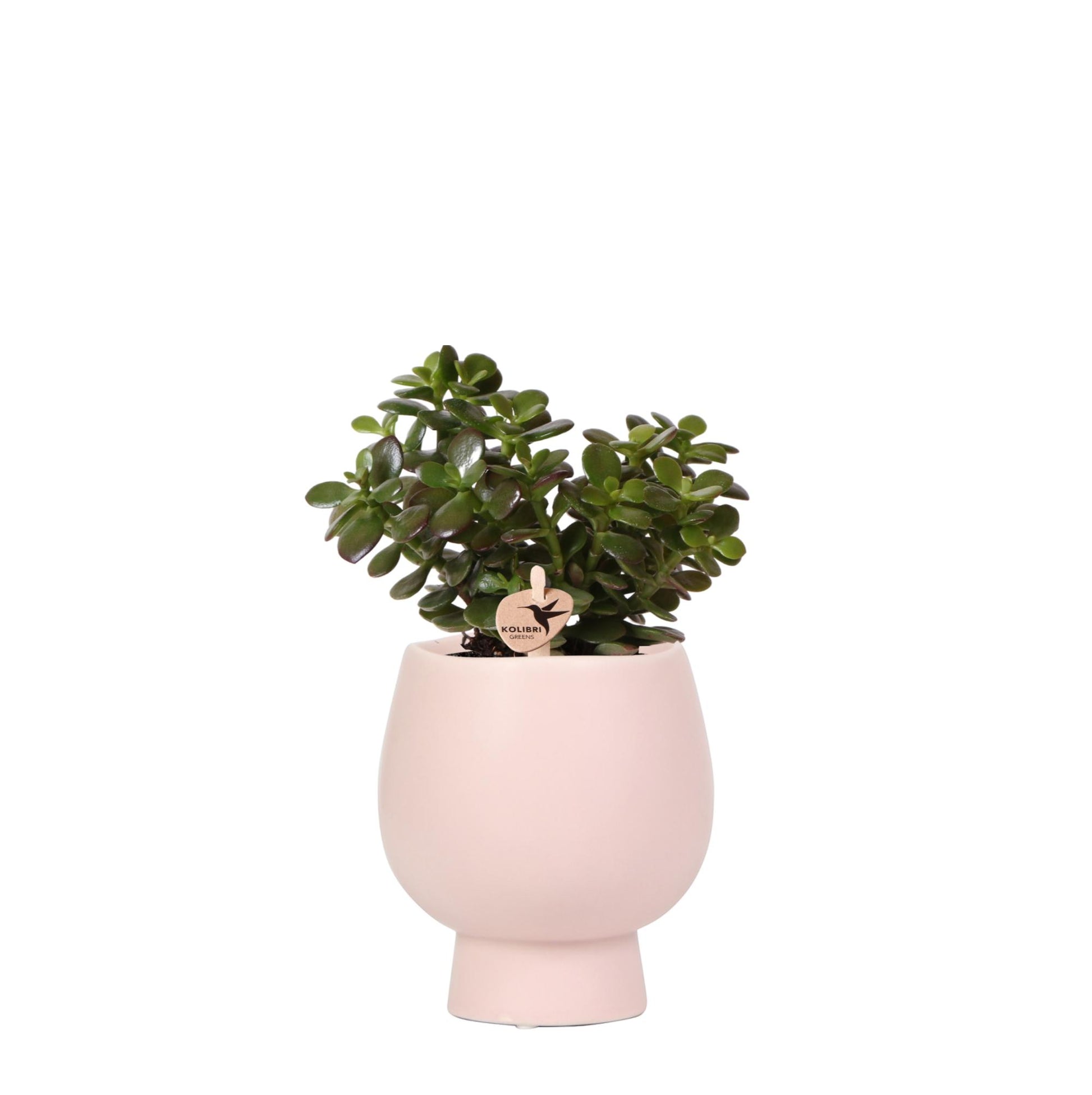 Kolibri Greens | Grünpflanze - Sukkulente Crassula Ovata Im Scandic Topf Nackt - Topfgröße Ø9Cm - Grüne Zimmerpflanze - Frisch Vom Züchter