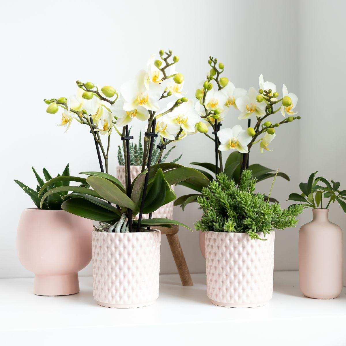 Kolibri Greens | Grünpflanze - Sukkulente Crassula Ovata Im Scandic Topf Nackt - Topfgröße Ø9Cm - Grüne Zimmerpflanze - Frisch Vom Züchter