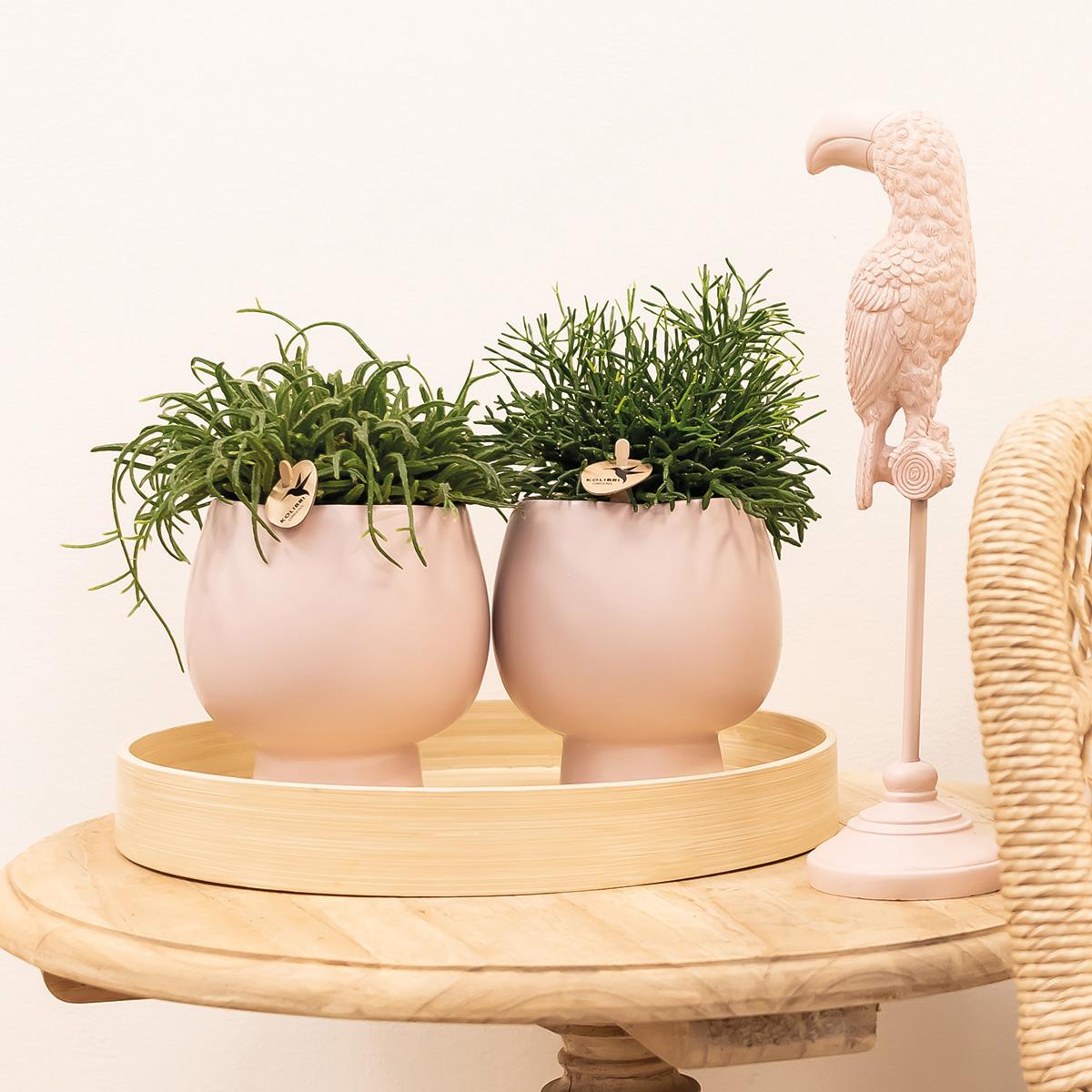 Kolibri Greens | Grünpflanze - Sukkulente Crassula Ovata Im Scandic Topf Nackt - Topfgröße Ø9Cm - Grüne Zimmerpflanze - Frisch Vom Züchter