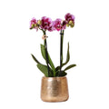 Kolibri Orchids | Rosa Lila Phalaenopsis Orchidee - El Salvador + Luxus Goldenen Topf - Topfgröße Ø9Cm - 35Cm Hoch | Blühende Zimmerpflanze - Frisch Vom Züchter