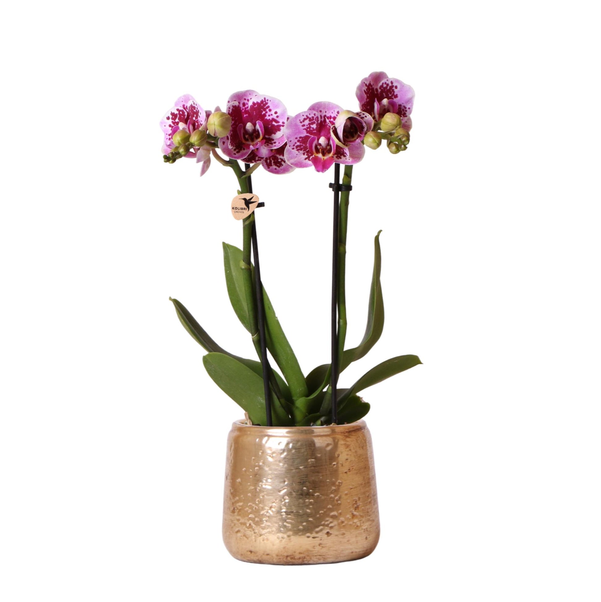 Kolibri Orchids | Rosa Lila Phalaenopsis Orchidee - El Salvador + Luxus Goldenen Topf - Topfgröße Ø9Cm - 35Cm Hoch | Blühende Zimmerpflanze - Frisch Vom Züchter