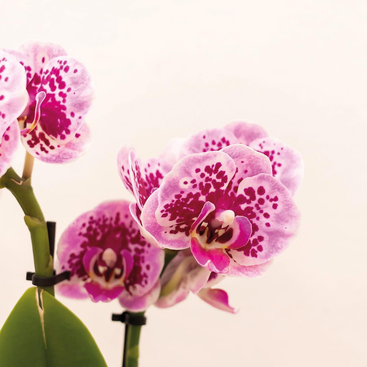 Kolibri Orchids | Rosa Lila Phalaenopsis Orchidee - El Salvador + Luxus Goldenen Topf - Topfgröße Ø9Cm - 35Cm Hoch | Blühende Zimmerpflanze - Frisch Vom Züchter