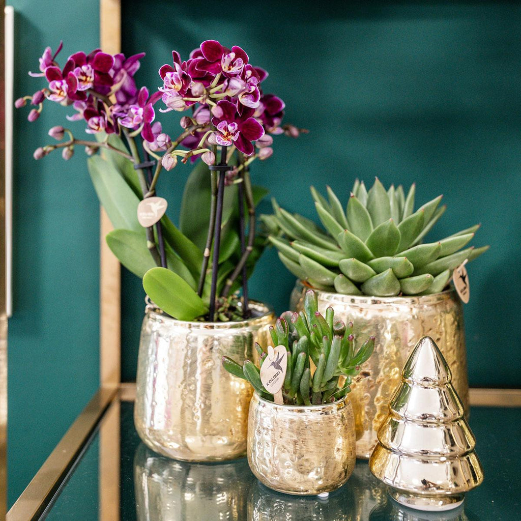 Kolibri Orchids | Rosa Lila Phalaenopsis Orchidee - El Salvador + Luxus Goldenen Topf - Topfgröße Ø9Cm - 35Cm Hoch | Blühende Zimmerpflanze - Frisch Vom Züchter