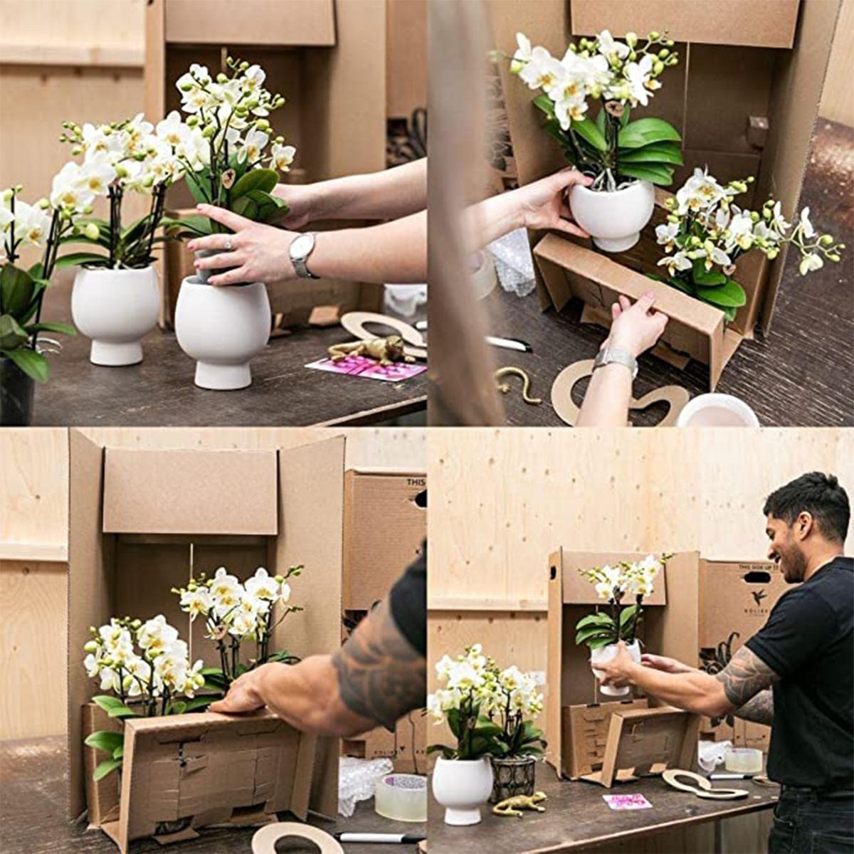 Kolibri Orchids | Rosa Lila Phalaenopsis Orchidee - El Salvador + Luxus Goldenen Topf - Topfgröße Ø9Cm - 35Cm Hoch | Blühende Zimmerpflanze - Frisch Vom Züchter