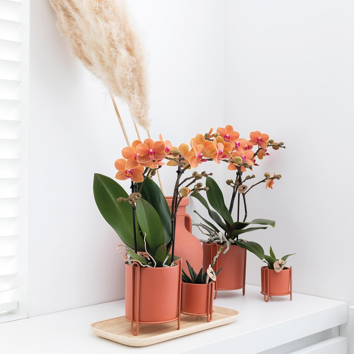 Kolibri Home | Essential Blumentopf - Terrakottafarbener Dekorativer Topf