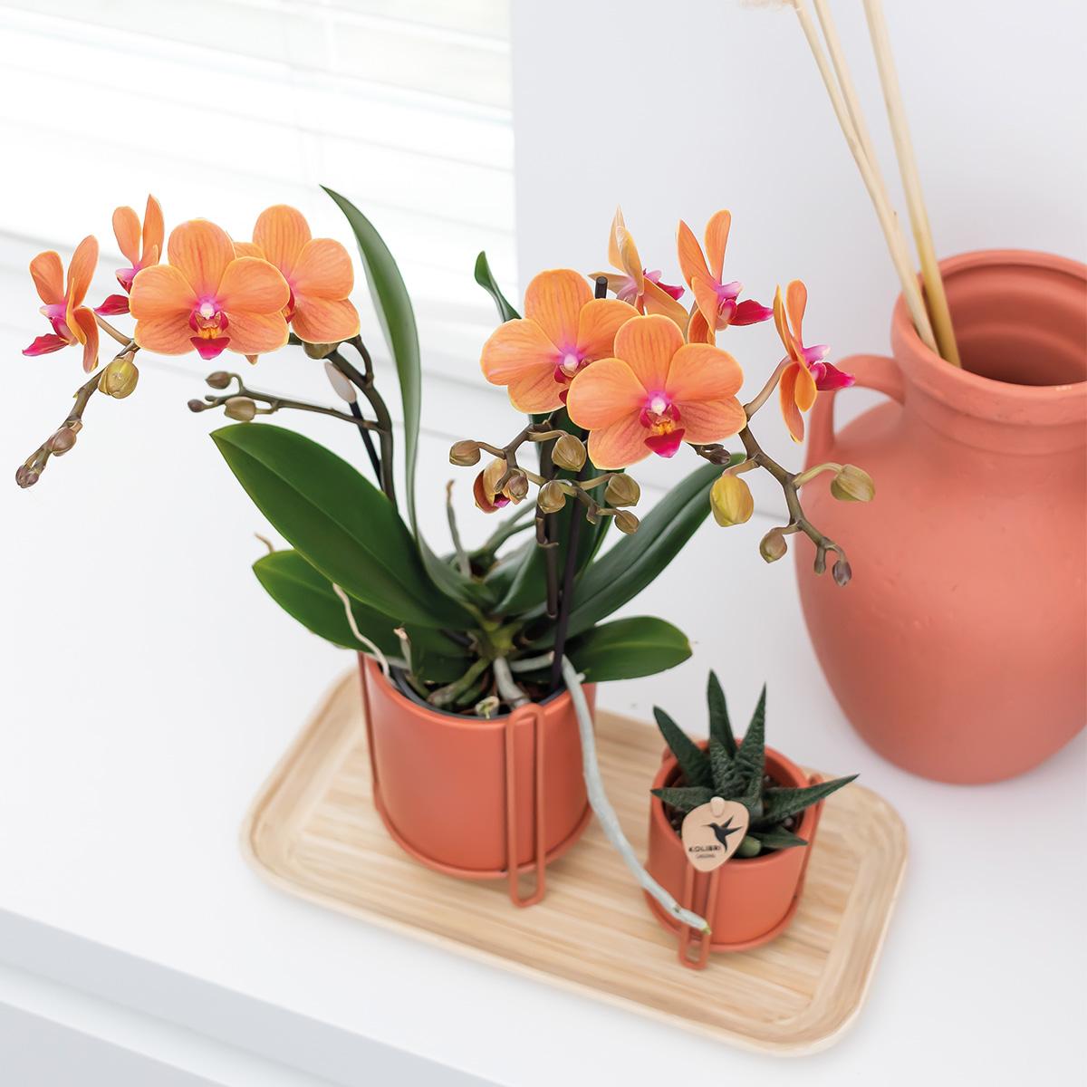 Kolibri Home | Essential Blumentopf - Terrakottafarbener Dekorativer Topf