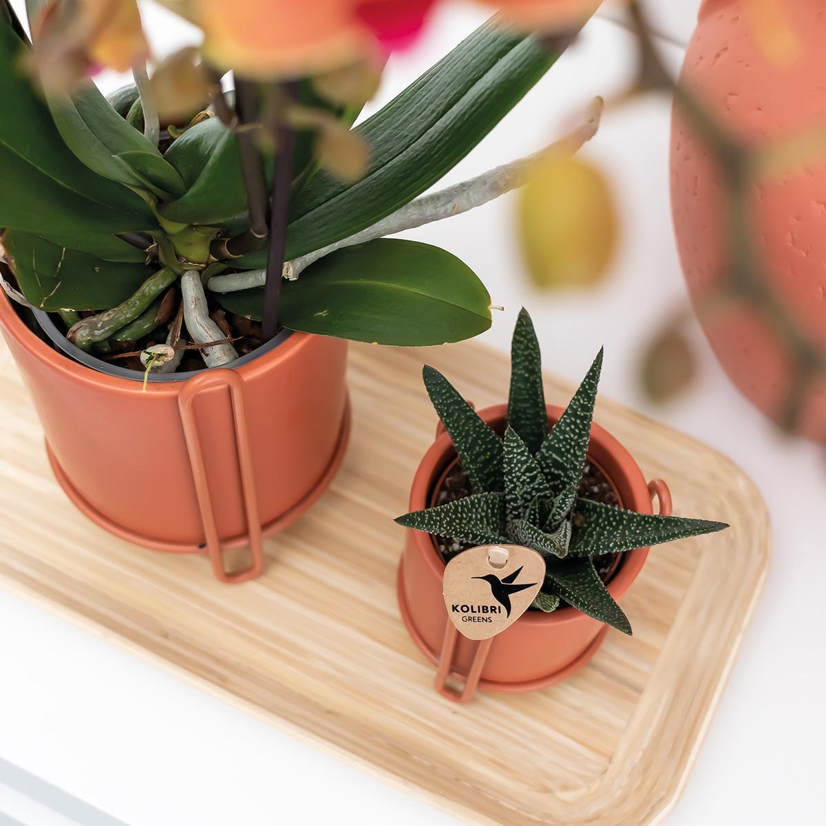 Kolibri Home | Essential Blumentopf - Terrakottafarbener Dekorativer Topf