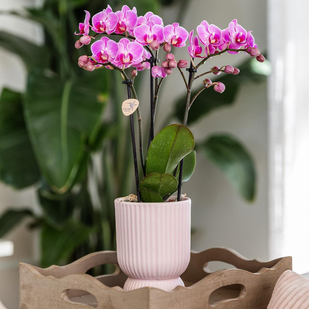 Kolibri Home | Diabolo Topf Rosa - Topfgröße Ø6Cm