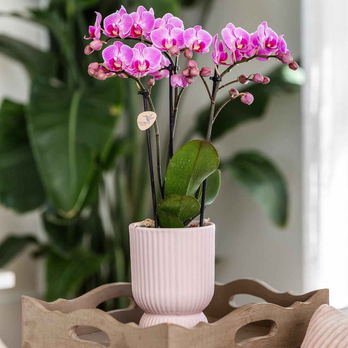 Kolibri Home | Diabolo Topf Rosa - Topfgröße Ø6Cm