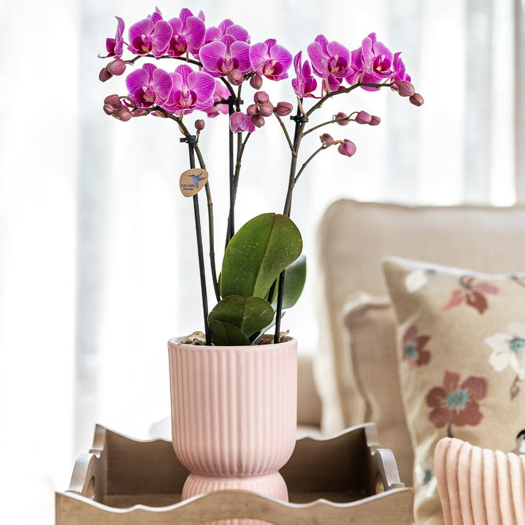 Kolibri Home | Diabolo Topf Rosa - Topfgröße Ø6Cm