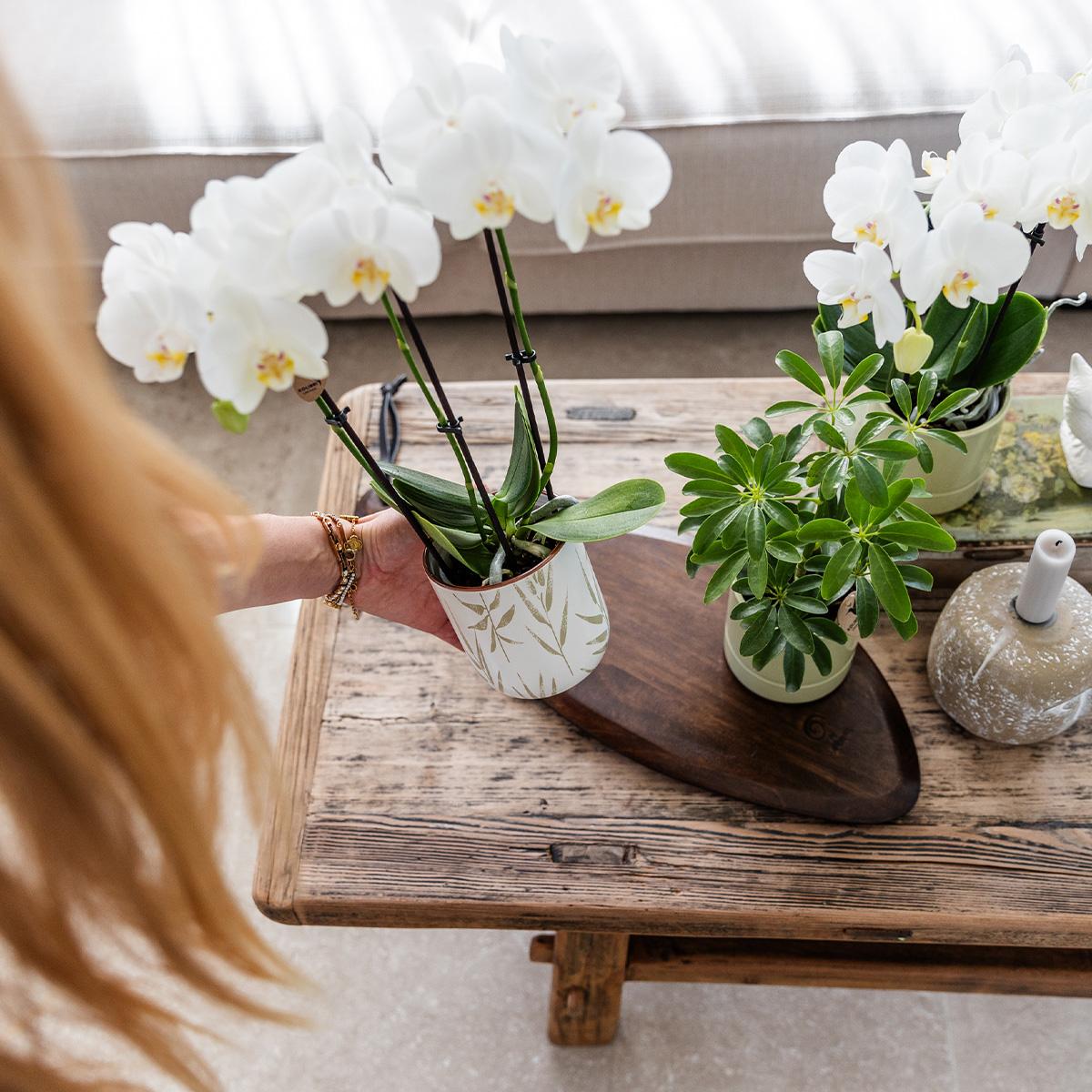 Kolibri Home | Leaf Topf Grün