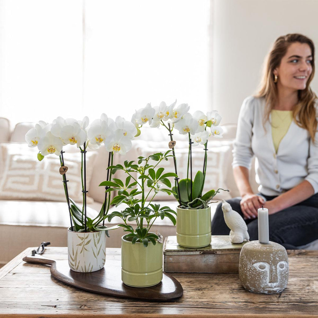 Kolibri Home | Leaf Topf Grün