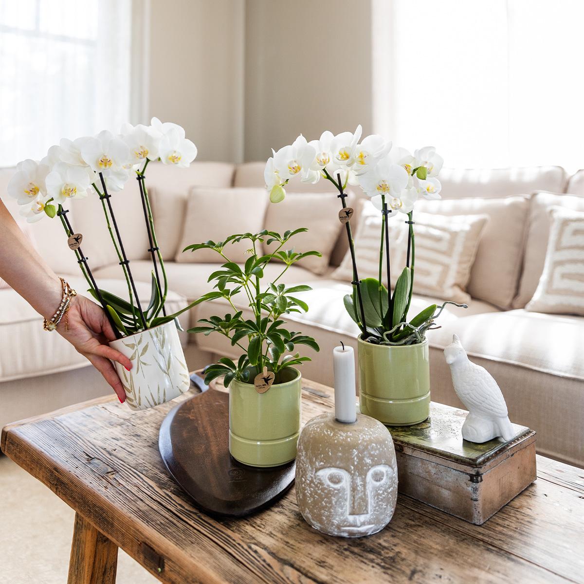 Kolibri Home | Leaf Topf Grün