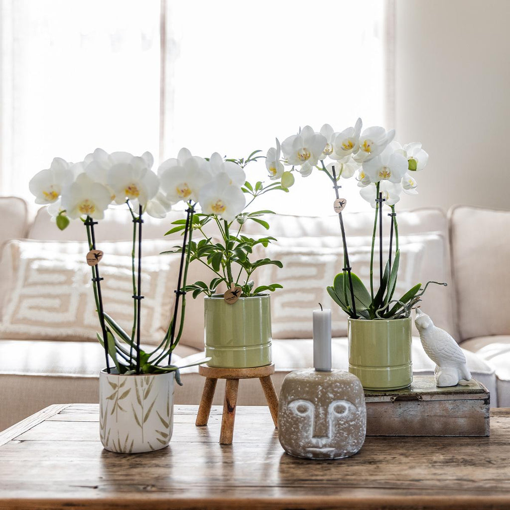 Kolibri Home | Leaf Topf Grün