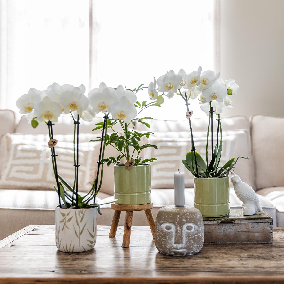Kolibri Home | Leaf Topf Grün