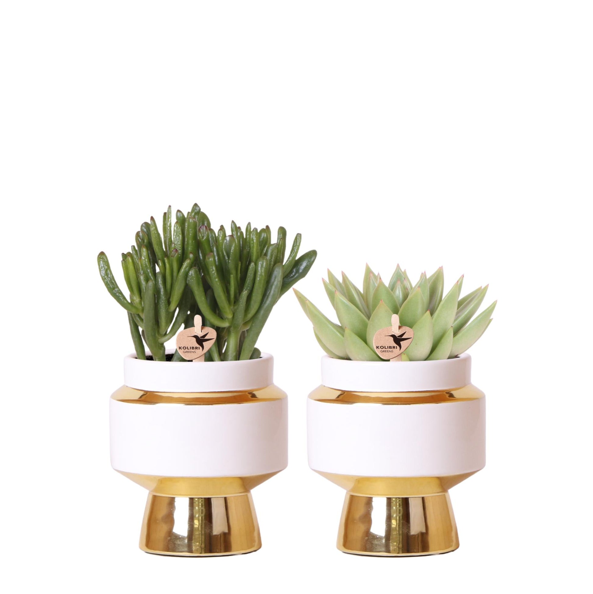 Kolibri Greens | Succulenten Satz Von 2 Pflanzen In Gold Le Chic Dekorative Töpfe - Keramik Topf Größe Ø9Cm