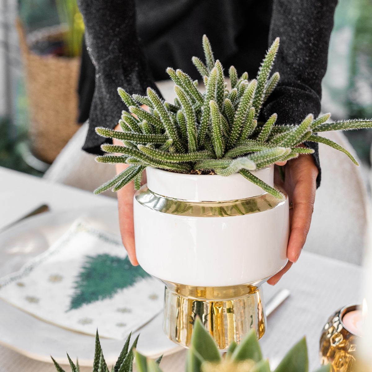 Kolibri Greens | Succulenten Satz Von 2 Pflanzen In Gold Le Chic Dekorative Töpfe - Keramik Topf Größe Ø9Cm