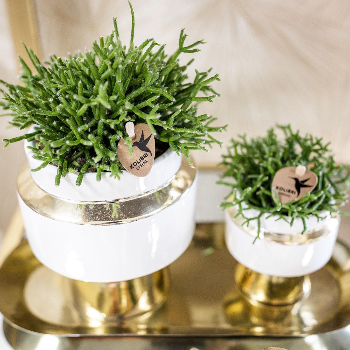 Kolibri Greens | Succulenten Satz Von 2 Pflanzen In Gold Le Chic Dekorative Töpfe - Keramik Topf Größe Ø9Cm