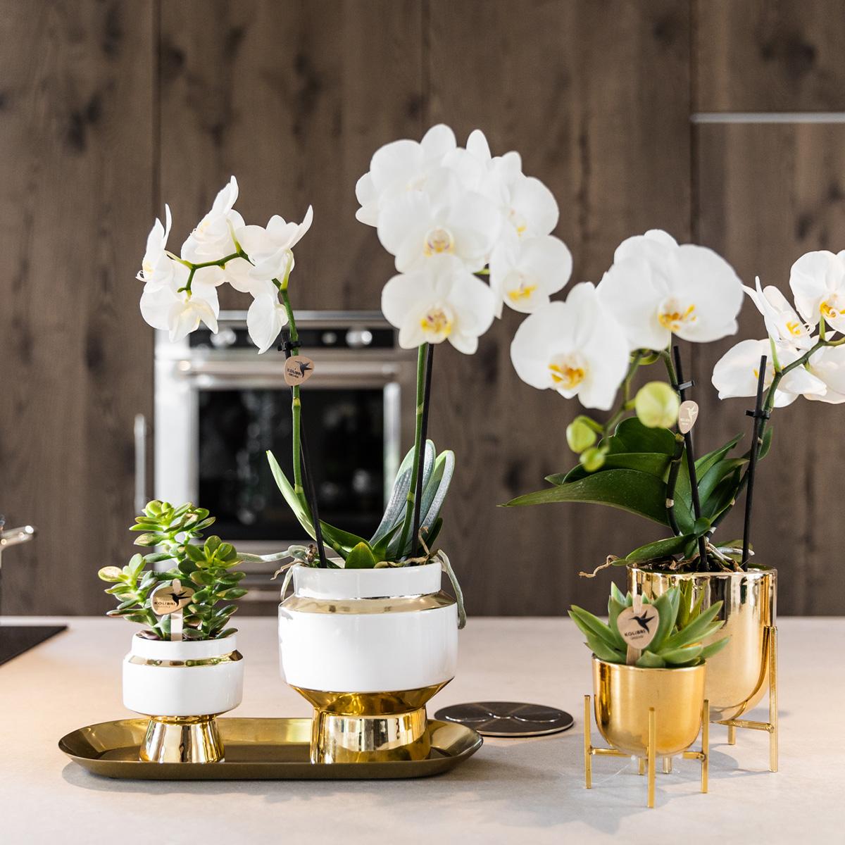 Kolibri Greens | Succulenten Satz Von 2 Pflanzen In Gold Le Chic Dekorative Töpfe - Keramik Topf Größe Ø9Cm