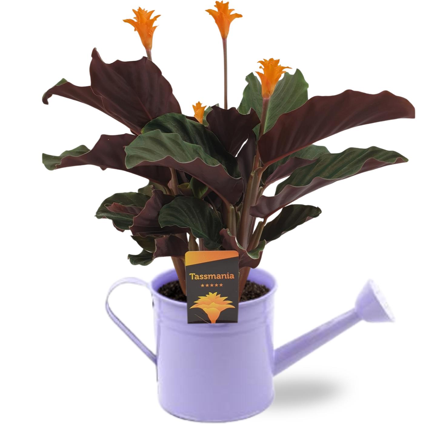 Calathea Crocata - Ø14Cm - ↕40Cm + Gieter D14,5X14,5Cm - Lila