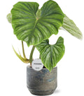 Philodendron Plowmanii - Ø15Cm - ↕50Cm + Lars Pot D16X14Cm - Grau
