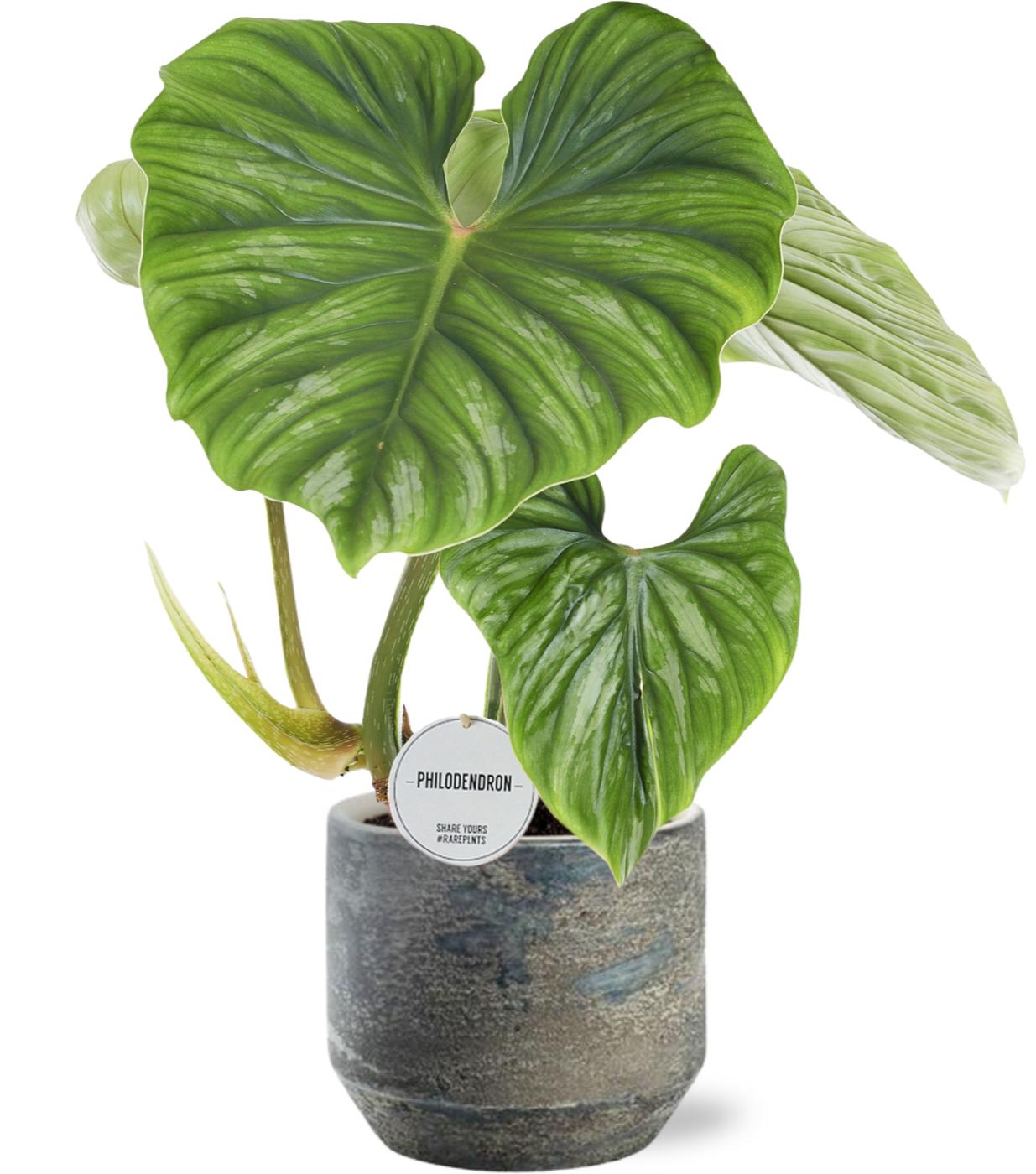 Philodendron Plowmanii - Ø15Cm - ↕50Cm + Lars Pot D16X14Cm - Grau