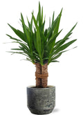 Yucca &quot;Tres Cañas&quot; - Ø19Cm - ↕70Cm + Lars Pot D20X18Cm - Grau