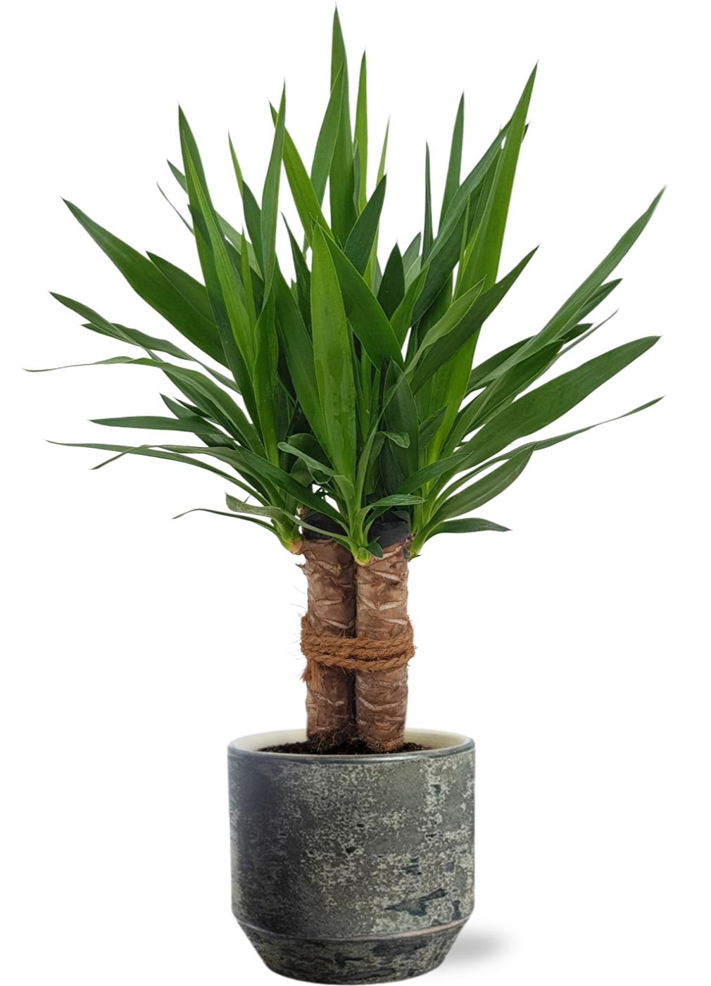 Yucca &quot;Tres Cañas&quot; - Ø19Cm - ↕70Cm + Lars Pot D20X18Cm - Grau