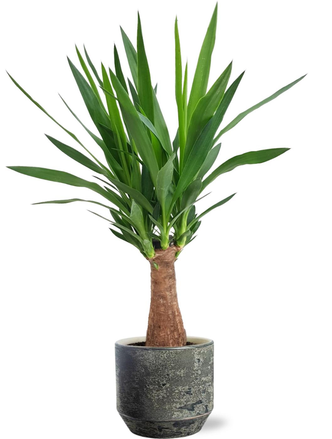 Yucca &quot;Maya Tree&quot; - Ø19Cm - ↕80Cm + Lars Pot D20X18Cm - Grau