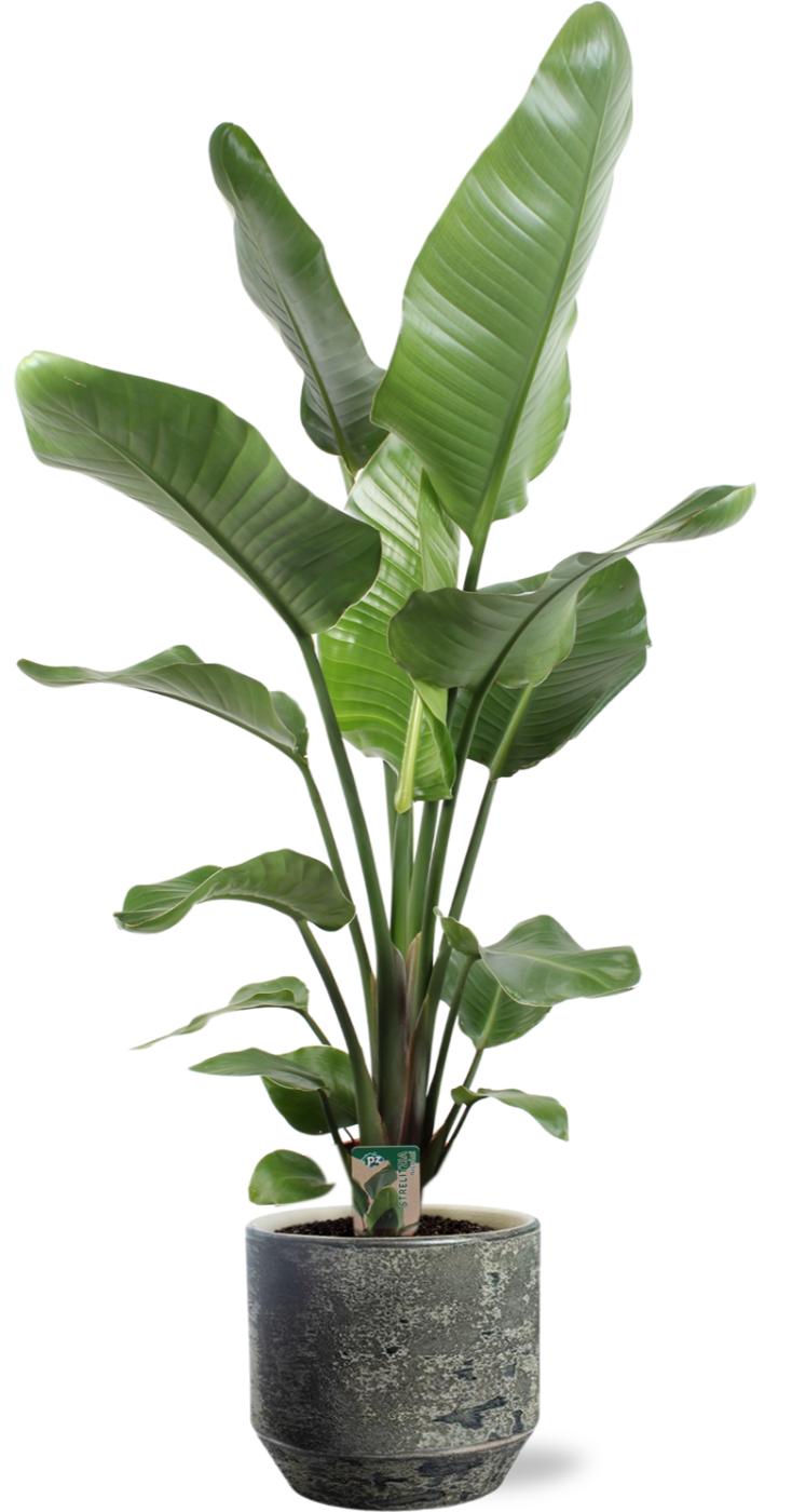 Strelitzia Nicolai - Ø21Cm ↕100Cm + Lars Pot D24X22Cm - Grau