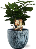 Coffea Arabica - Ø12Cm - ↕25Cm + Sem Pot D14X13Cm - Blau