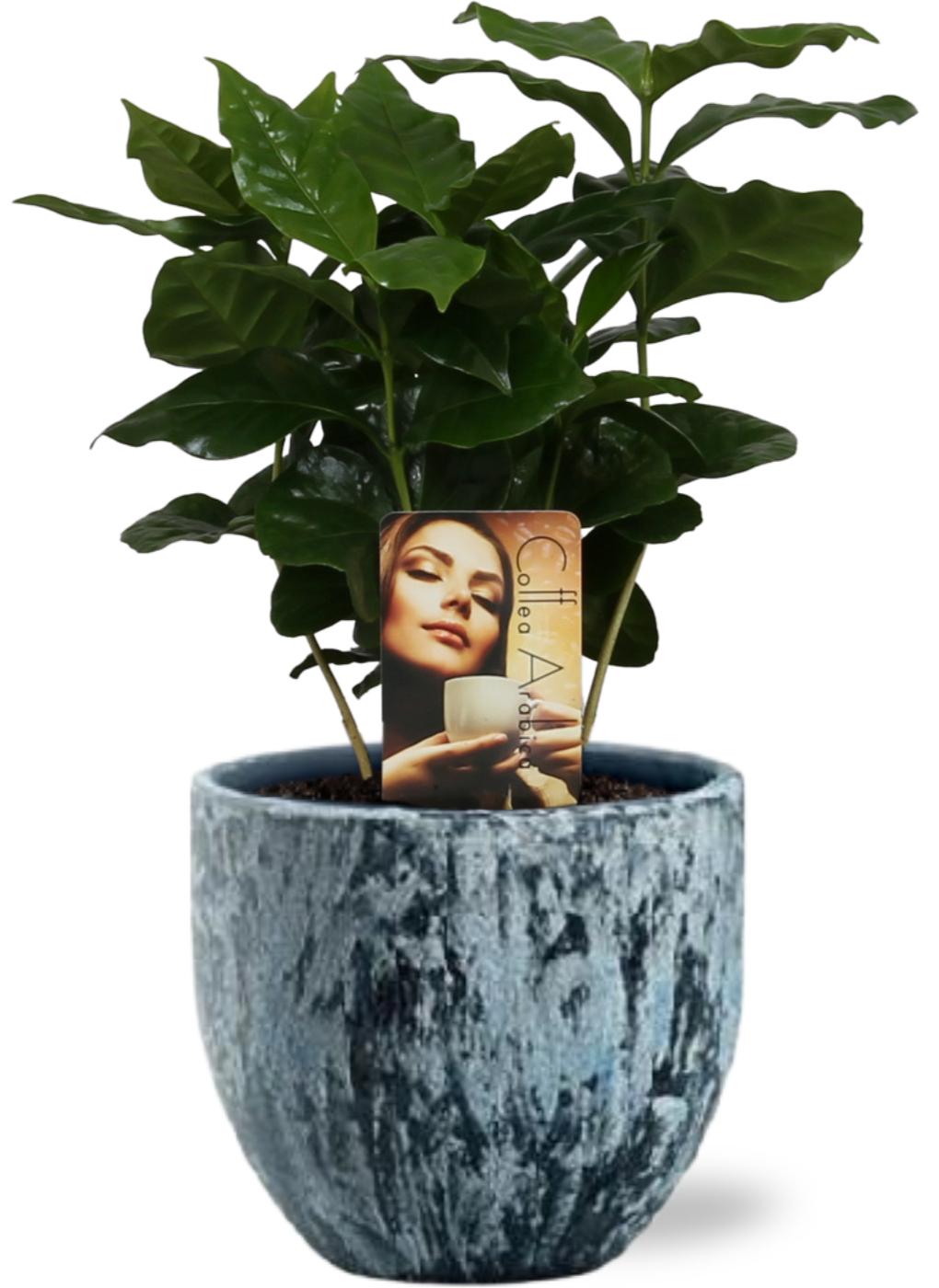 Coffea Arabica - Ø12Cm - ↕25Cm + Sem Pot D14X13Cm - Blau